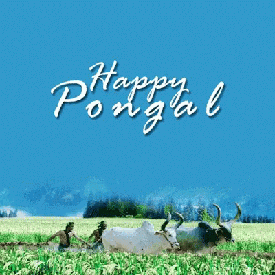 pongal wishes gif images1